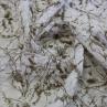 Льон жатка Італія бежевий абстрактний принт на білому фоні | Textile Plaza